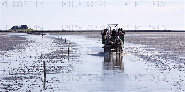Horse-drawn carriage with tourists driving in the Schleswig-Holstein Wadden Sea National Park