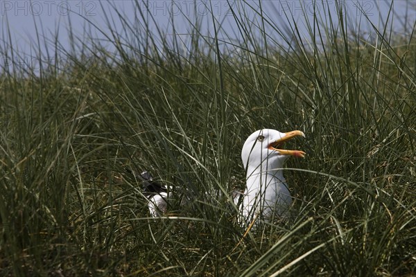 Breeding and calling European herring gull (Larus argentatus)