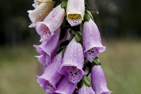 Red foxglove (Digitalis) with raindrop purpureaDigitalis purpurea