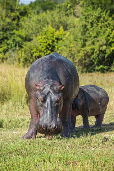 Hippopotamus (Hippopotamus amphibius)