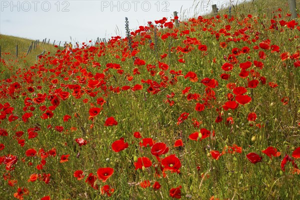 The hills over the fishing village Kaseberga are covered with red poppy flowers