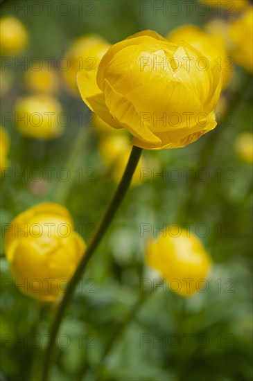 Globeflower (Trollius europaeus) in bloom