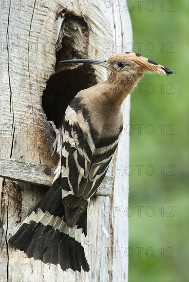 Hoopoe (Upupa epops) Hoopoe at the nesting box