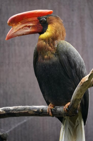 Rufous hornbill (Buceros hydrocorax)