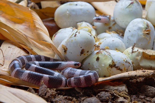 Banded Krait (Bungarus candidus)