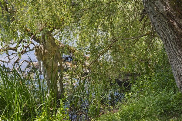 Sculpture of Hercules by Erwin Franz Wiegerling with weeping willow