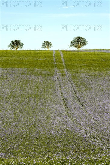 Flax (Linum usitatissimum) field in flower in Limagne plain