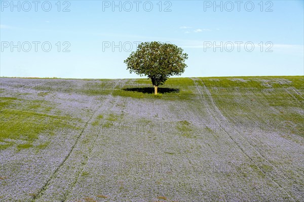 Flax (Linum usitatissimum) field in flower in Limagne plain