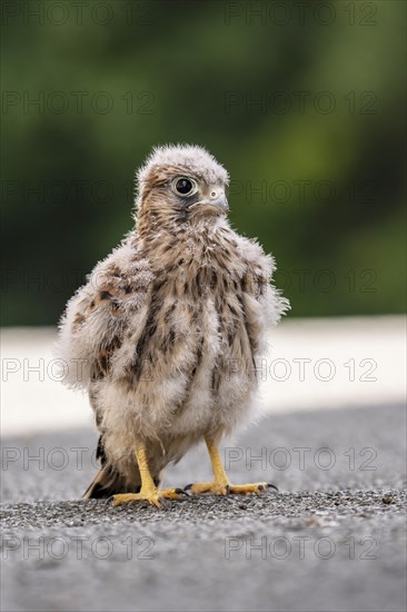 Common Common Kestrel (Falco tinnunculus)