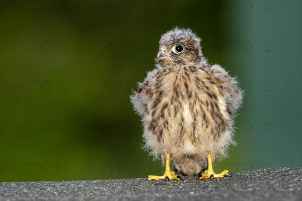 Common Common Kestrel (Falco tinnunculus)