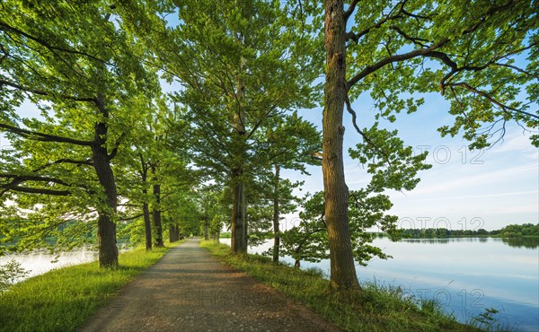 Oak avenue between ponds in the Plothen pond area