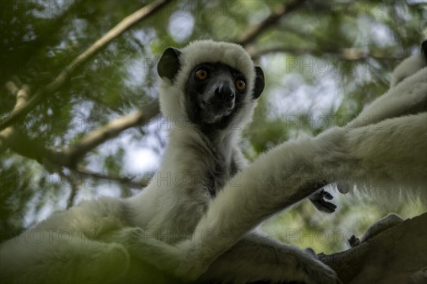 Van der Decken Sifaka Von der Decken's sifaka (Propithecus deckenii) in Tsingy de Bemaraha National Park