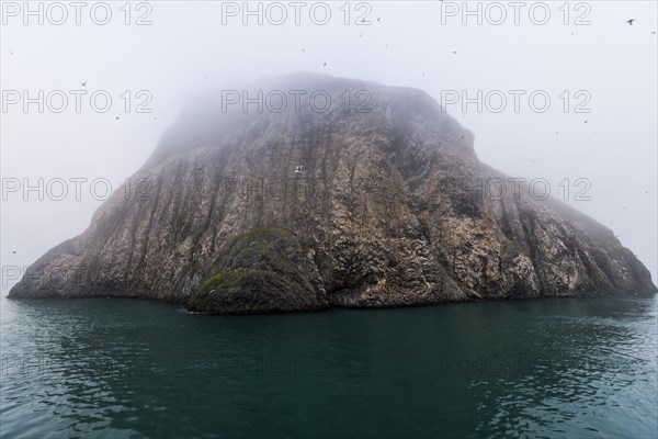 Giant seabird colony on the spectacular rock formation of columnar basalt