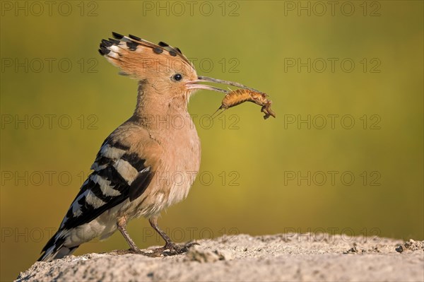 Hoopoe (Upupa epops) with food of a mole cricket