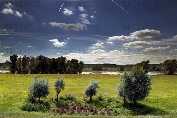 Elbe floodplain