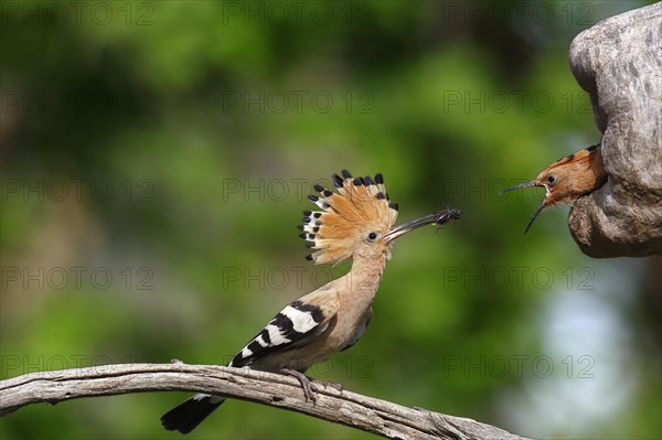 Hoopoe (Upupa epops)