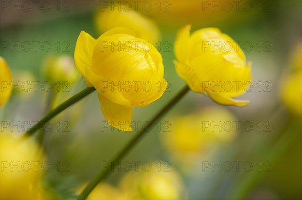 Globeflower (Trollius europaeus) in bloom