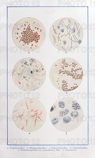 Various bacilli