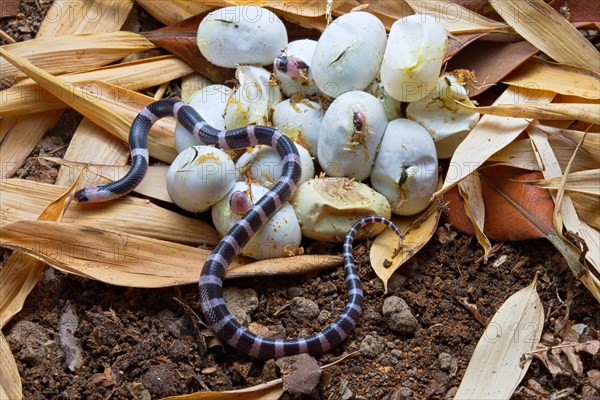 Banded Krait (Bungarus candidus)