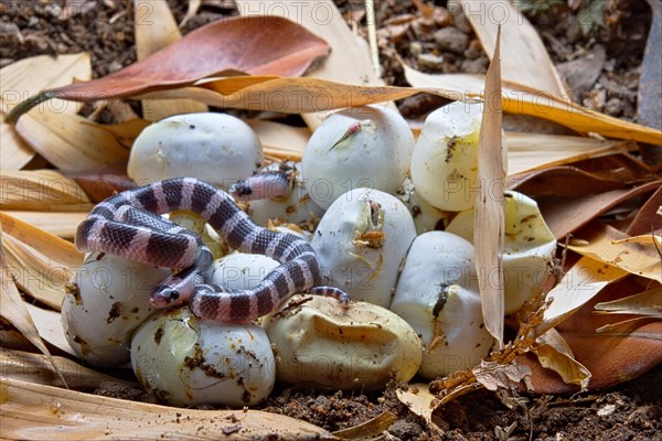 Banded Krait (Bungarus candidus)