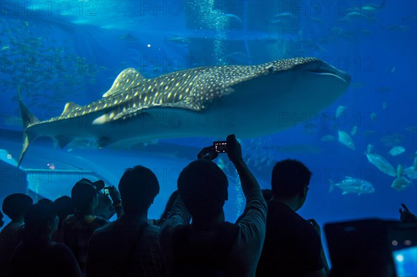 Whaleshark in the Churaumi Aquarium