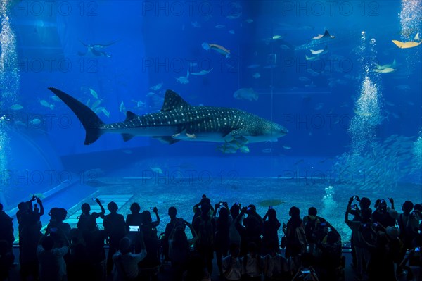 Whaleshark in the Churaumi Aquarium
