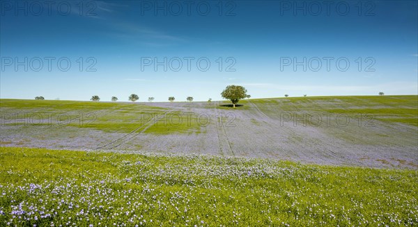 Flax (Linum usitatissimum) field in flower in Limagne plain