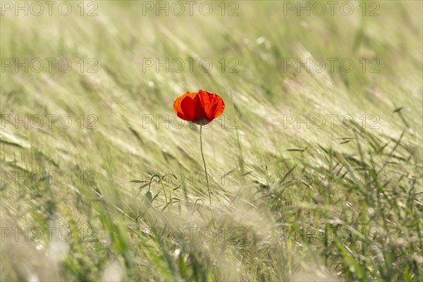 Close-up of a poppy flower