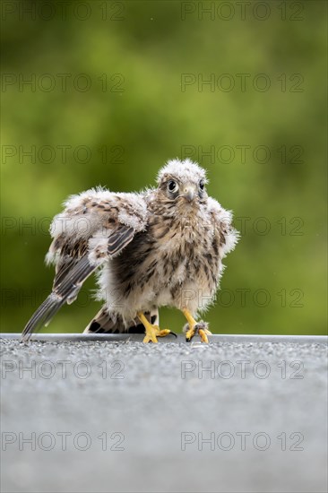 Common Common Kestrel (Falco tinnunculus)