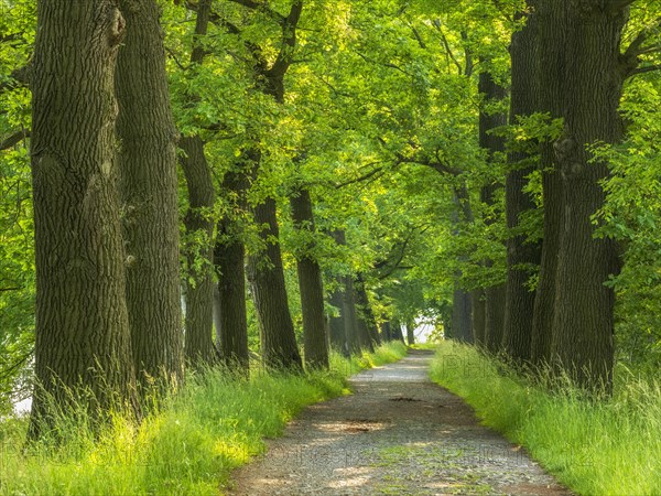 Oak avenue in the Plothen pond area