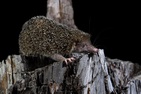 Igeltanrek in the rainforests of western Madagascar