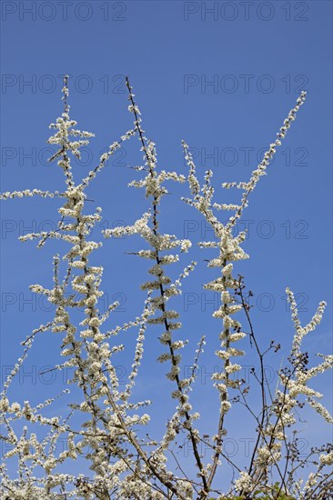 Flowering Blackthorn (Prunus spinosa)