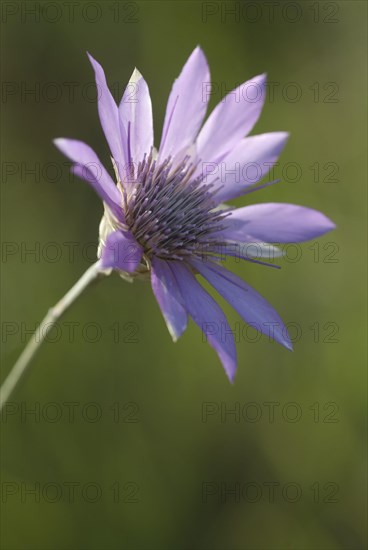 Strawflower (Xeranthemum annuum) in bloom