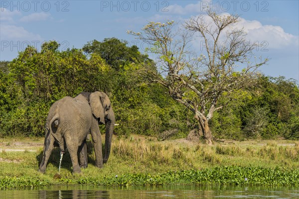 African elephant (Loxodonta africana)