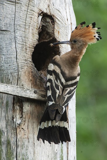 Hoopoe (Upupa epops) Hoopoe at the nesting box