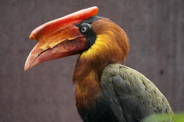 Rufous hornbill (Buceros hydrocorax)