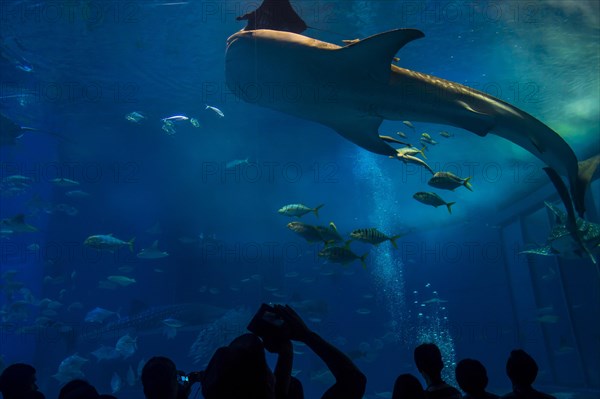 Whaleshark in the Churaumi Aquarium