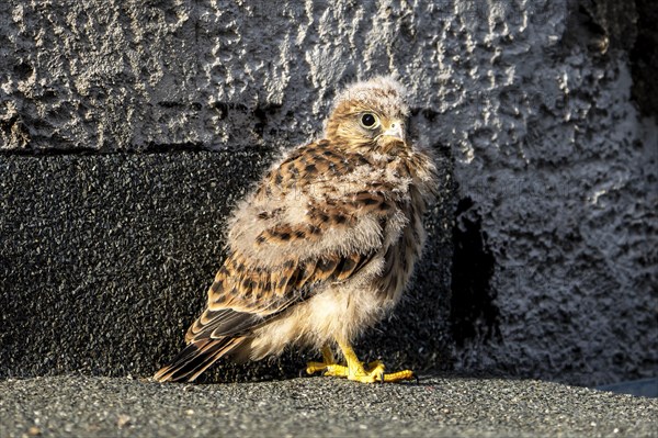 Common Common Kestrel (Falco tinnunculus)