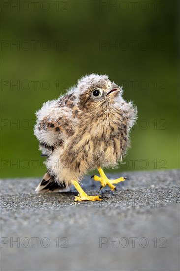 Common Common Kestrel (Falco tinnunculus)