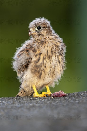 Common Common Kestrel (Falco tinnunculus)