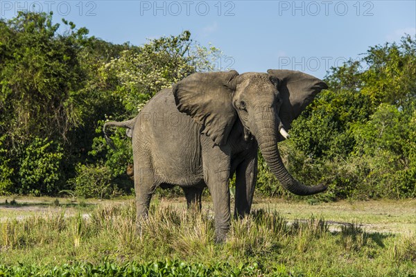 African elephant (Loxodonta africana)