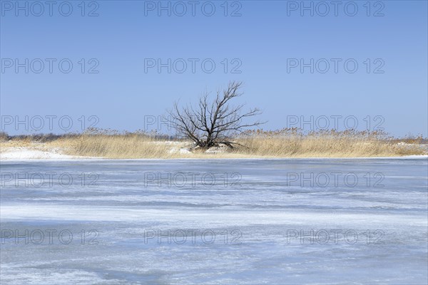 Winter landscape