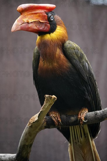 Rufous hornbill (Buceros hydrocorax)