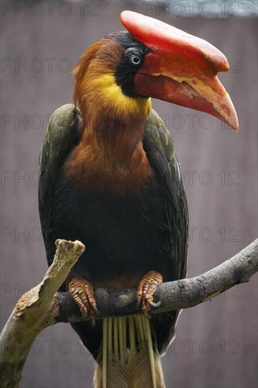 Rufous hornbill (Buceros hydrocorax)