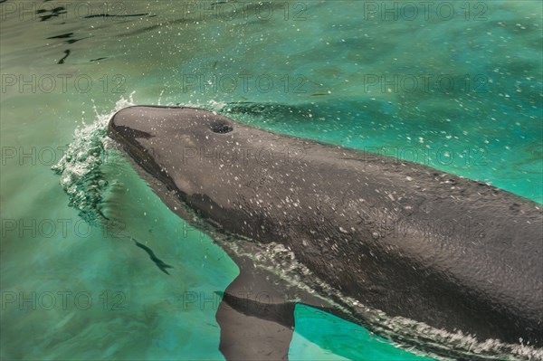 Short-finned Pilotwhale (Globicephala macrorhynchus)