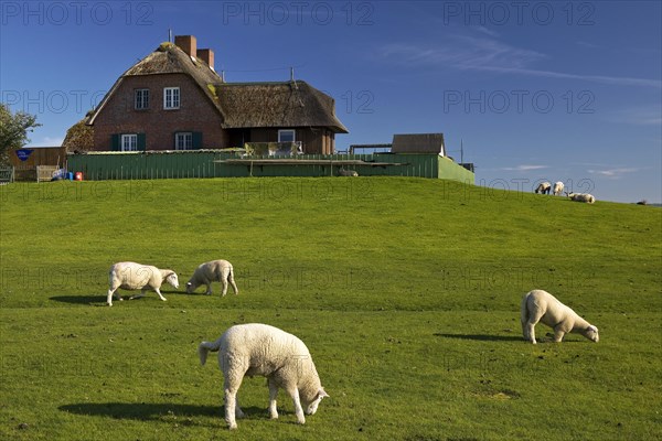 Hallig Suedfall in the Schleswig-Holstein Wadden Sea National Park