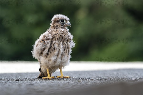 Common Common Kestrel (Falco tinnunculus)