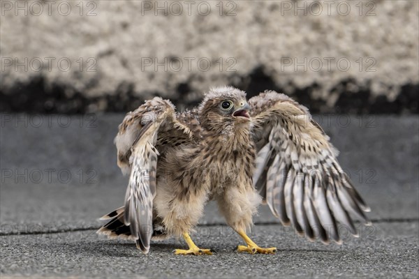 Common Common Kestrel (Falco tinnunculus)