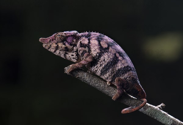 Rhinoceros chameleon (Furcifer rhinoceratus) female in Ankarafantsika National Park