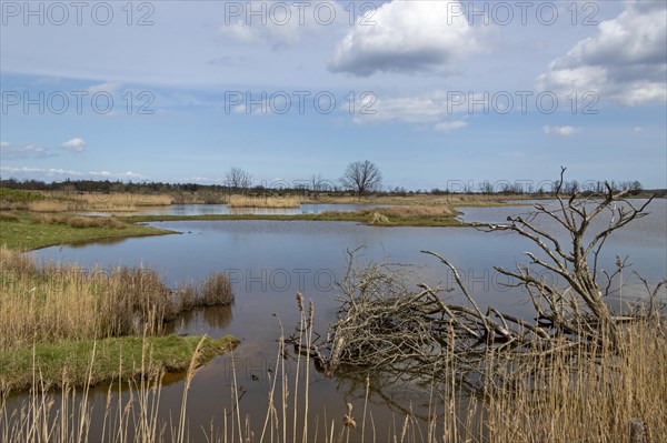 Controlled waterlogging